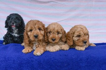 Cavapoo - 2