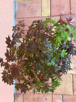 Bonsai, Bonsaj, japonský javor, lesík - 2