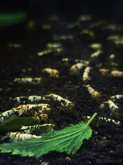 Caridina Fancy tiger black - 2