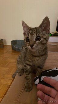 🥺 Hledám nový domov pro kočičku 🐾 - 2