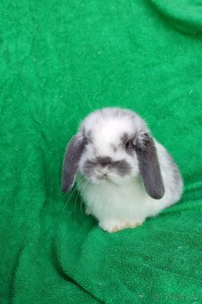 Minilop mini beránek - 2