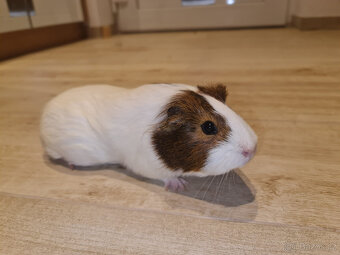 Moračta za odvoz - 2