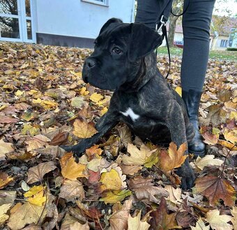 Cane Corso bez PP - 2