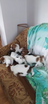 Jack Russell teriér - 2