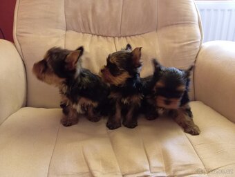 Jorkšírský teriér - 2