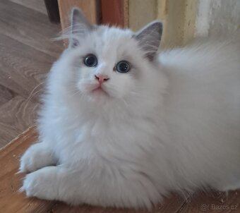 Kocourek ragdoll s PP, REZERVACE - 2