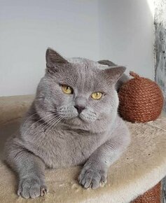 Britský lila kocour ke krytí - 2