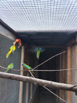 Neofémy modrohlavé - 2