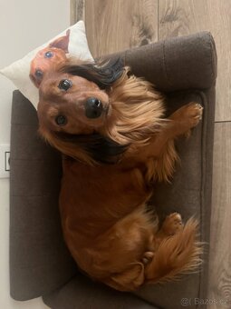 Jezevčík ke krytí - 2