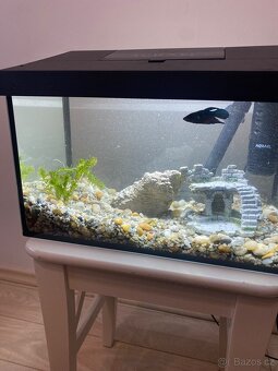 Akvárium, stačí napustit a koupit rybičky - 2