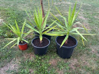 Yucca gloriosa 40-60cm výška - 2