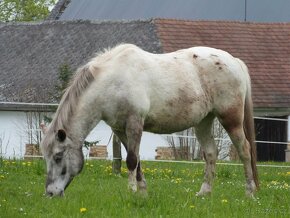 Pony kobylka - 2