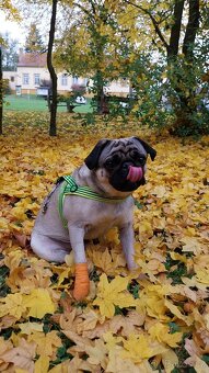 Tříletý Mops ke krytí - 2