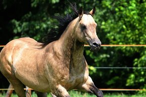 Připouštění AQH Hollywood Buckskin - 2
