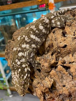 Samci R. Leachianus Mt. Koghis - 2