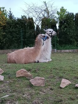 Lama krotká - 2