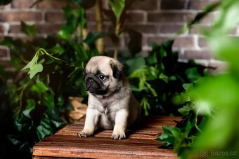 Mops - 2