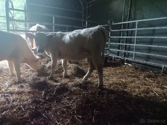 jalovička Charolais - 2
