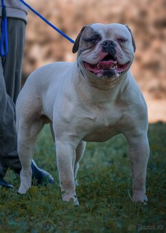Štěňata Amerického Bulldoga - 2