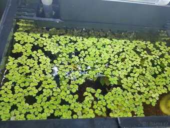 Salvinia natans - 2