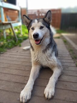 Sibiřský Husky - 2