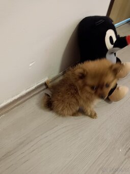 Pomeranian - 2