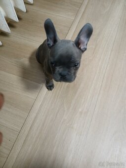 Prodám štěně francuski  buldoče - 2