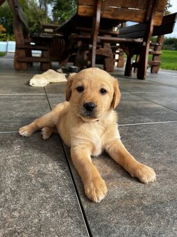 Štěňata Labradora bez PP - 2