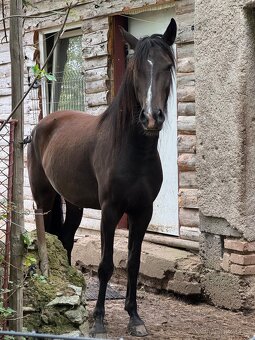 3,5letá klisna WPBR - 2