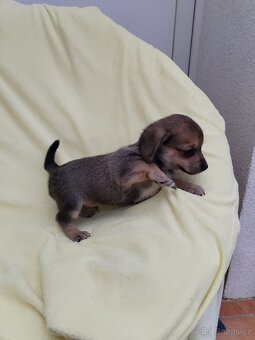 Jezevčík trpasličí - 2