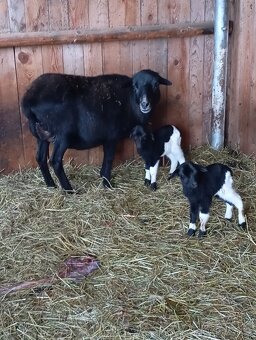 Kamerunska jehňata - 2