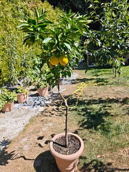 Citrus Sinensis - Pomeranč Tarocco - 2