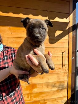 Belgický ovčák - malinois s PP - 2