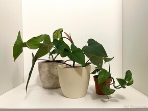 Epipremnum scindapsus šplhavnik šplhavnice - 2