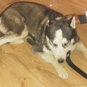 Prodám sibiřský Husky - 2