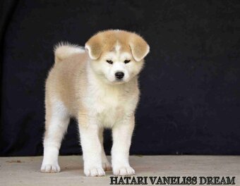 AKITA INU - 2