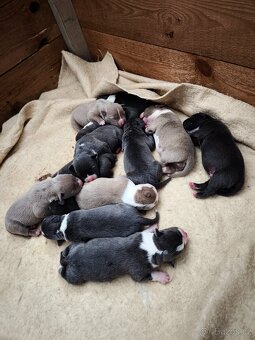 American Bully XL originální původní krev rodokmen ABKC USA - 2