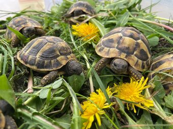 Želva zelenavá - Testudo hermanni - 2