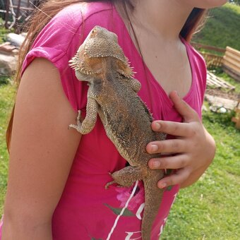 Agama vousatá ( samec ) - 2