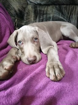 Výmarský ohař - fenka s PP - 2