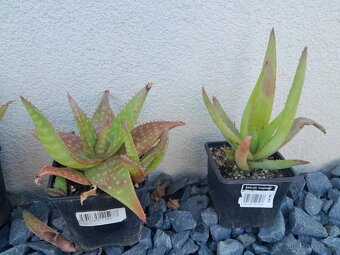 Aloe vera - 2