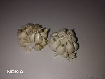 Český česnek - modrý paličák - 2