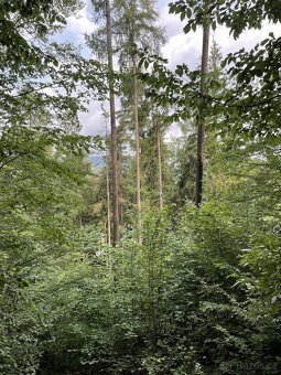 Prodám pozemky v k.ú. Dolní Bohdíkov - 2