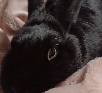 Zakrslý králík - 2