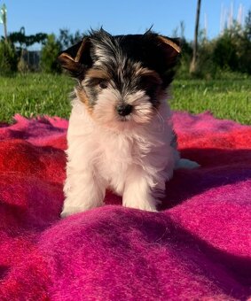 Jorkšírský teriér York biewer mino - 2