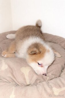 Prodám štěňátko - čivava - 2