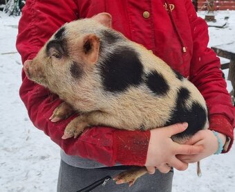 Gottingenské miniprasatko - 2