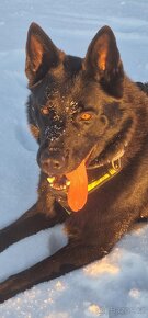 Německý ovčák -krytí - celočerný - 2