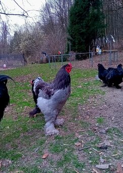 Brahmanka velká - násadbová vajíčka - 2