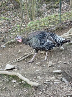 Krůta bronzová - 2